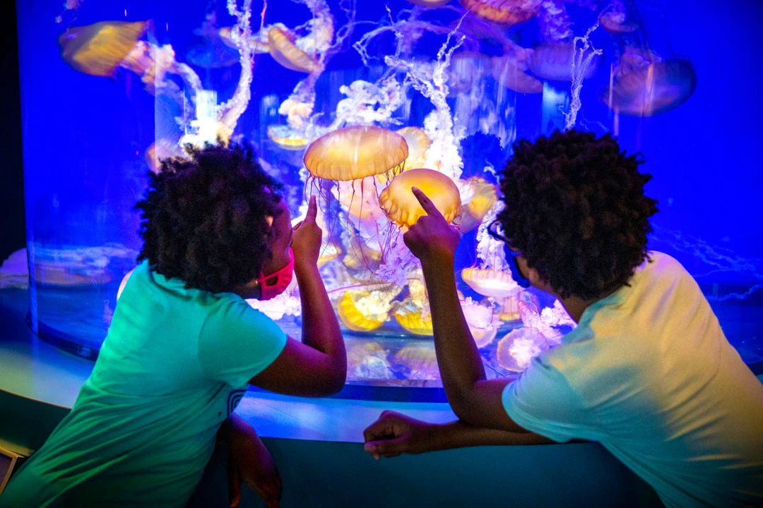 Skip The Line Ticket - Aquarium of the Pacific